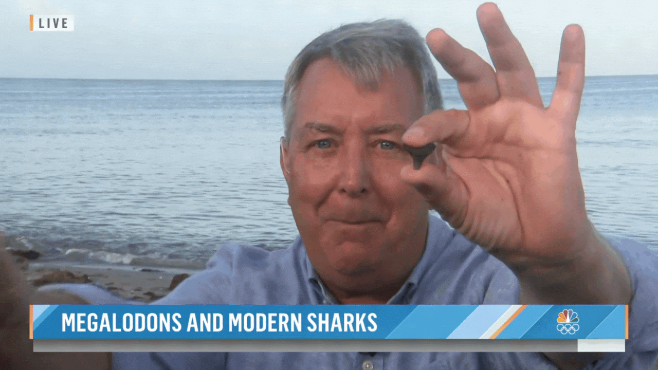Kerry Sanders holds a megalodon tooth next to a modern shark tooth during a live shot.